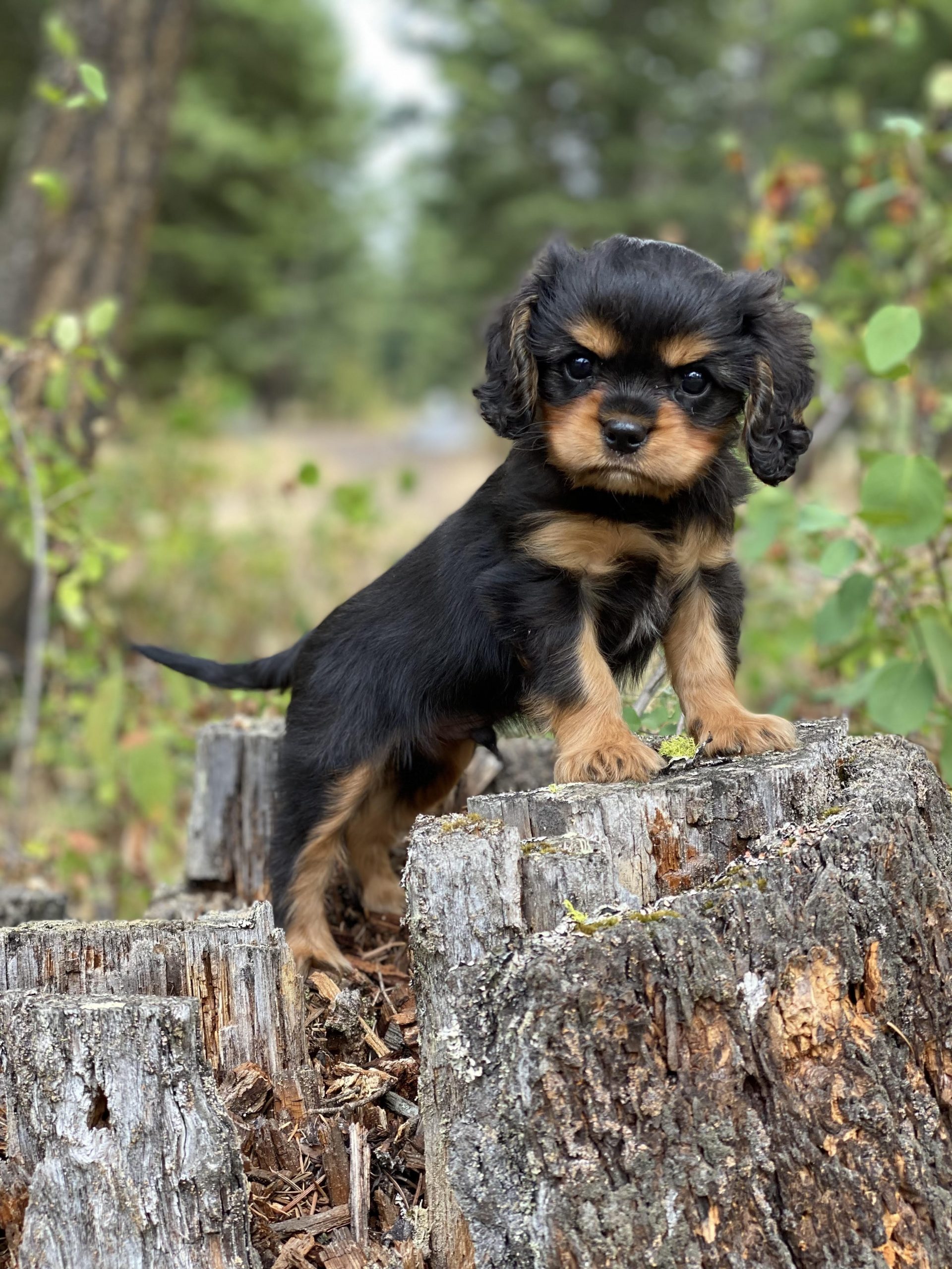 Caviolia Cavaliers